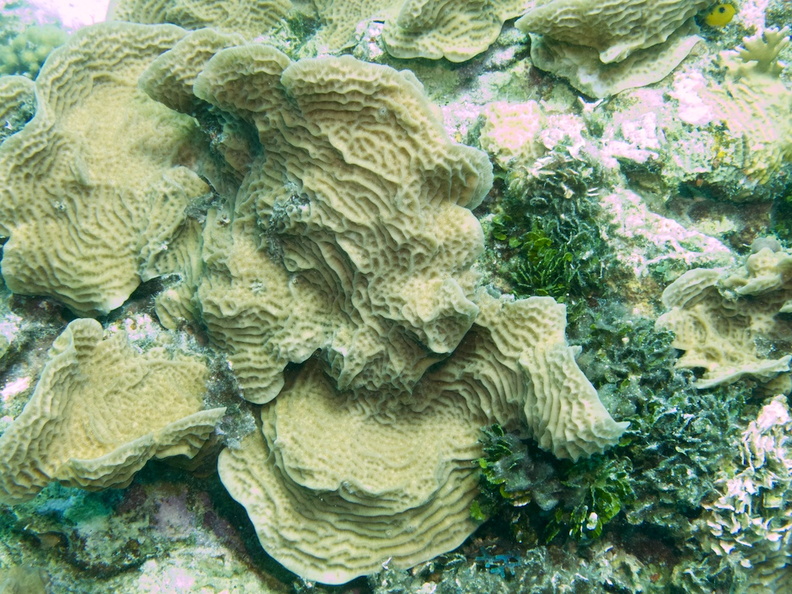 Scaled Lettuce Coral IMG_7867.jpg